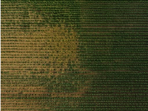 Aerial view of a crop block showing canopy variation across the field
